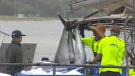 Queensland fishermen claim bull shark populations are out of control