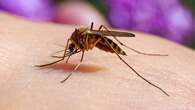 Mosquito-borne virus claims second NSW life in 2025