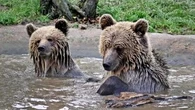 Brown bears escape enclosure, break into pantry and eat weeks worth of honey