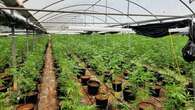 More than 5000 cannabis plants found in Sydney's south-west