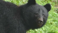 Japanese governor requests defence force to cull bears after 54 attacks