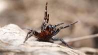 There's a shortage of funnel-web spiders this year. Experts say it could be deadly