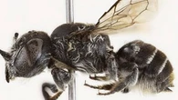 New horned 'devil' bee discovered by scientist in WA