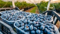 Watchdog flags safety concerns for children over pesticide sprayed on berries