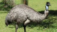 Man shares his unusual emu-related plans for $2 million lotto win