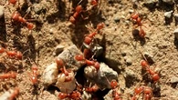 'Alarming' development in fire ant invasion in Queensland