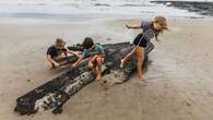 Ex-cyclone Alfred exposes old shipwrecks on east coast beaches