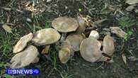 Coroner's warning after Melbourne woman dies from deadly mushroom meal