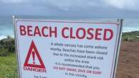 WA beach closed as floating whale carcass heightens shark risk