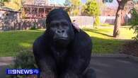 'I stole a gorilla, so what?': Man behind retirement theft admits to 'silly' mistake