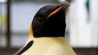 Lost emperor penguin, Gus, now under expert care in WA