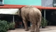 Hungry elephant raids local convenience store in Thailand