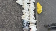 Hundreds of dead birds found outside Melbourne shopping centre