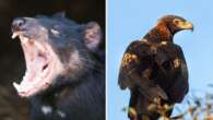 Tassie devils and eagles face extinction risk from bird flu, chief vet warns