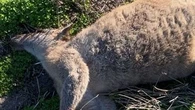 Dozens of kangaroos found shot, rammed to death