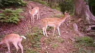 Calls to ramp up eradication of feral deer causing havoc on Gold Coast