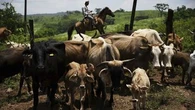 Flesh-eating parasite hits Mexican cattle as Aussie ban on US beef lifted