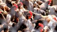 Farmers sound urgent warning over deadly strain of bird flu