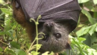 Health warning as Aussie fights for life with rabies-like disease