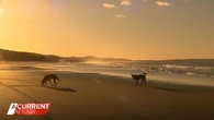 Rare dingo encounter captured on camera for the first time
