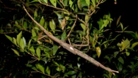 Monster stick insect found in Queensland identified as new species