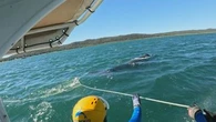 Humpback whale freed from fishing line and heavy rope in rescue mission