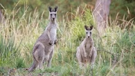 Man charged over alleged kangaroo shootings causing 'significant trauma'