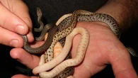 Aussies around the country are welcoming hundreds of snakes into their homes