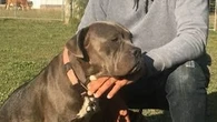 Court hears details of vicious dog attack that nearly killed mum of three