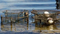Man fined $12,000 after interfering with crab pots