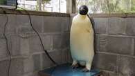 Emperor penguin spotted on Australian shores for first time