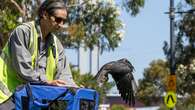 Melbourne's beloved falcon hits the sky after misadventure