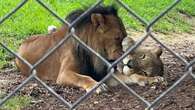 Australia's oldest lioness euthanised after death of her lifelong partner