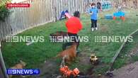 Pet dog snares man allegedly fleeing from train station stabbing in Melbourne's west