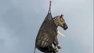 Pet zebra plucked to safety after escaping its home in strange new place