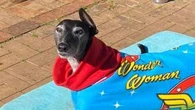 Owner's battle to ban substance that almost killed beloved dog