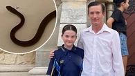 Queensland dad shocked after snake falls out of daughter's pillowcase