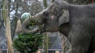 Elephants feast on unsold Christmas trees at Berlin Zoo