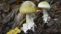 'Can be fatal': Victorians urged to be on alert for poisonous wild mushrooms
