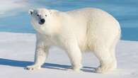 Man jumps on polar bear to save wife during attack