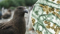 Millions thrown at preparing for deadly outbreak that will 'almost certainly' reach Australia