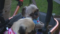 Aussie scientists develop injectable treatment to help flat-nosed dogs breathe easier