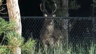 Wild deer seen roaming around Sydney's north shore