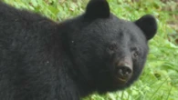 Japanese bears attack almost 200 people over seven months