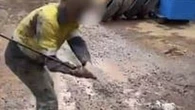 Three miners fined over 'vile and reprehensible' bashing of pigeon