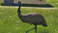 Emu on the run after escaping capture at Canada airport