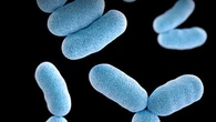 Hundreds of Aussies infected with rare, deadly disease in 'biggest outbreak in decades'