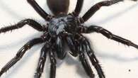 Deadly spider venom used for breakthrough heart attack drug