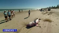 Investigation after fourth great white shark washes up on SA beach