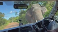 Terrifying moment elephant forces its way into Aussie family's van